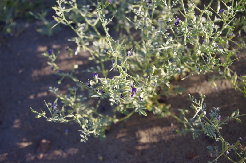 King's Dalea