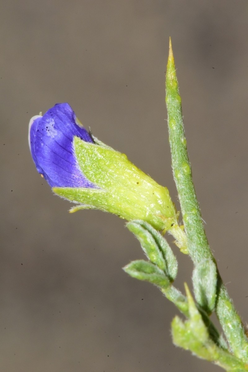 King's Dalea photo 2
