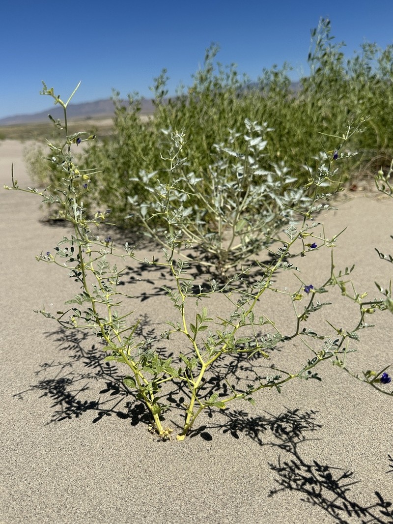 King's Dalea photo 3
