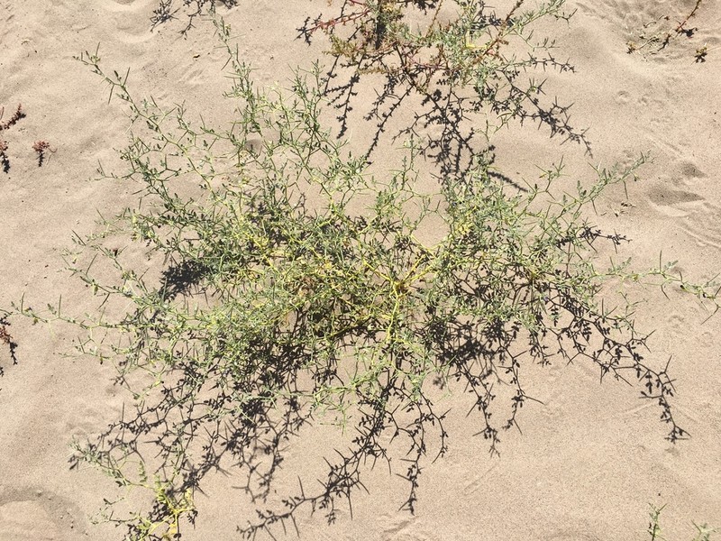 King's Dalea photo 5