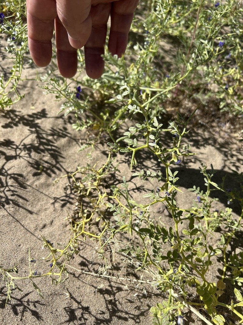 King's Dalea photo 6