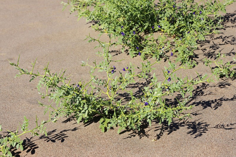 King's Dalea photo 7