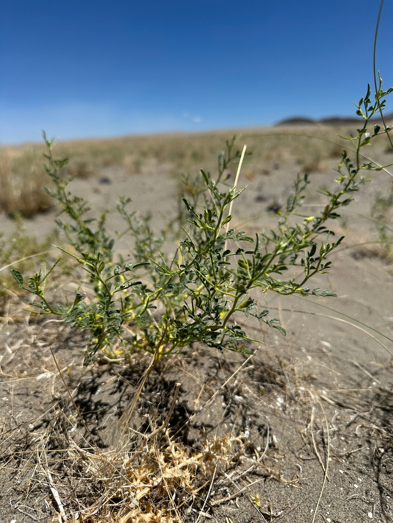 King's Dalea photo 8