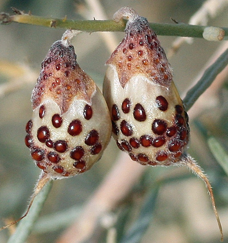 Schott's Dalea