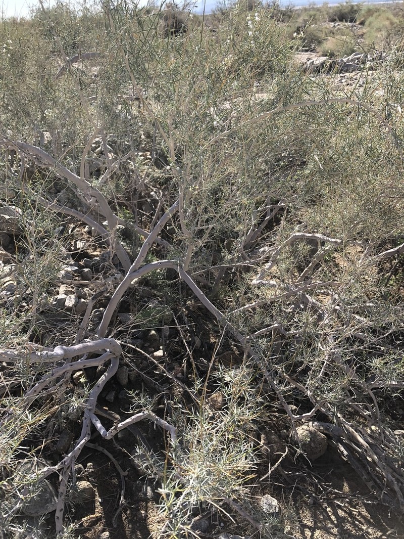 Schott's Dalea photo 2