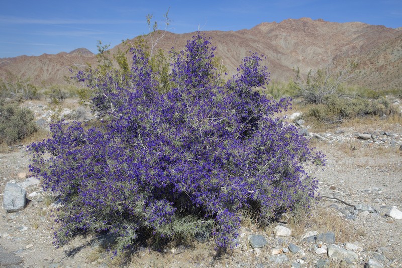 Schott's Dalea photo 3
