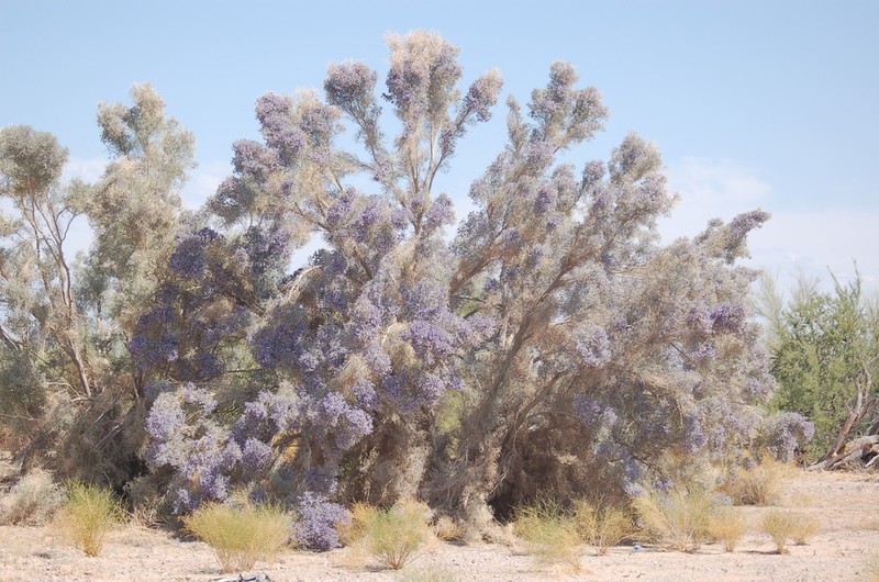 Smoketree