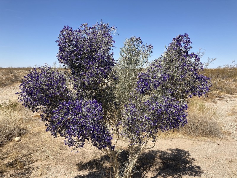 Smoketree photo 2