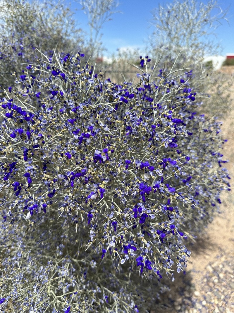 Smoketree photo 3