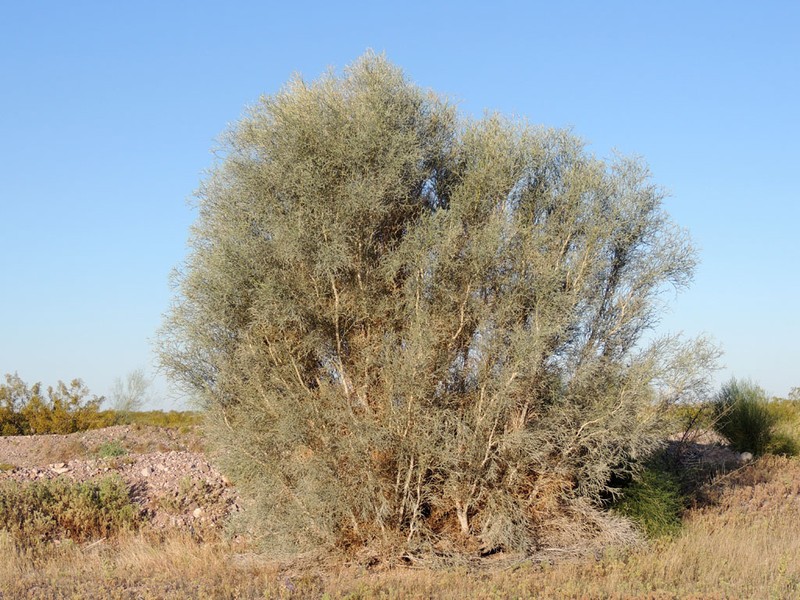 Smoketree photo 4