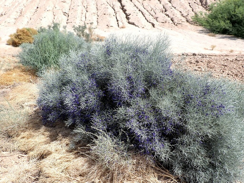 Smoketree photo 5