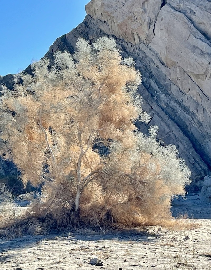 Smoketree photo 6