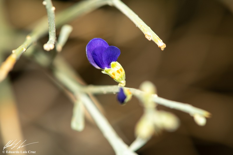 Smoketree photo 7