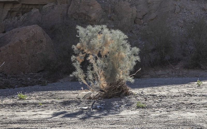 Smoketree photo 8