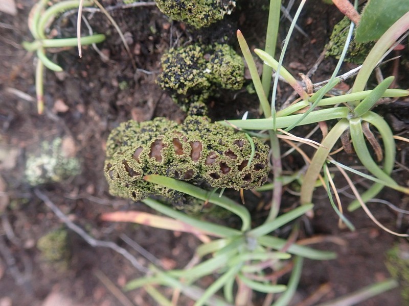 Bowl Lichen