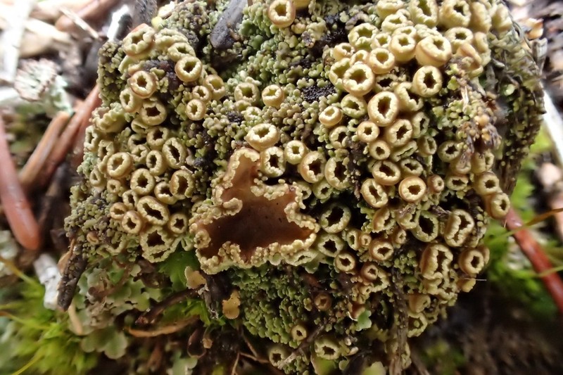 Bowl Lichen photo 2