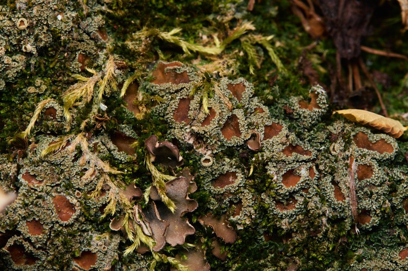 Bowl Lichen photo 3