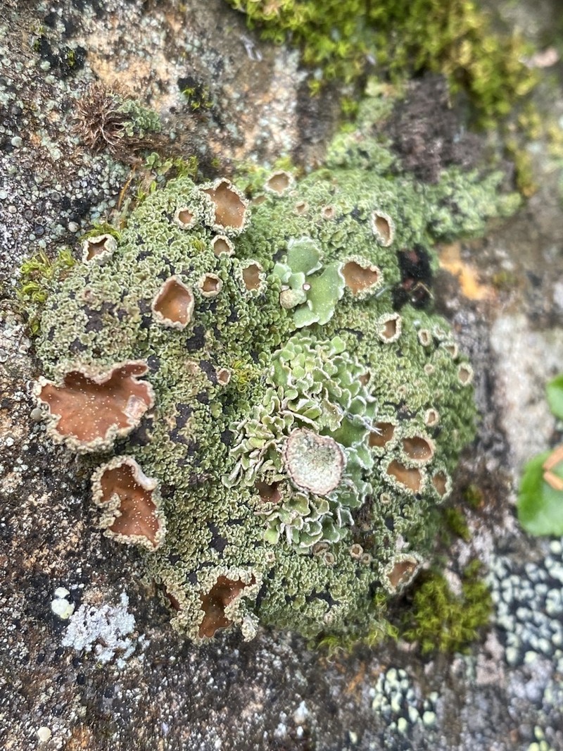 Bowl Lichen photo 4
