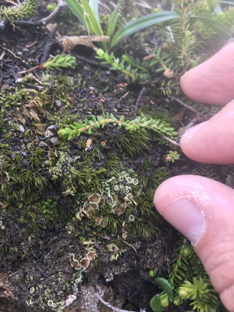 Bowl Lichen photo 5
