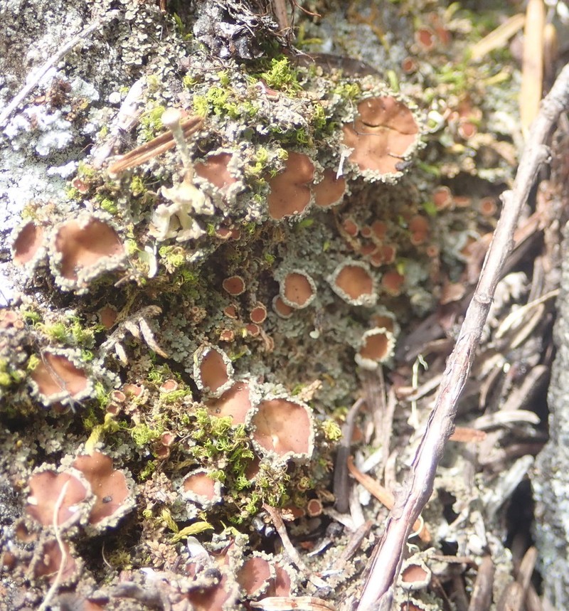 Bowl Lichen photo 6