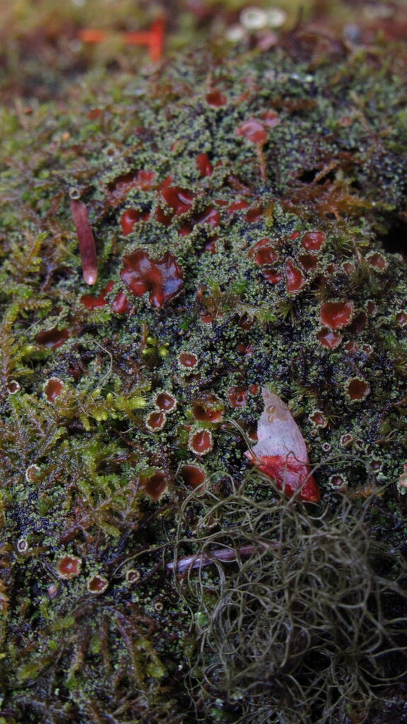 Bowl Lichen photo 7