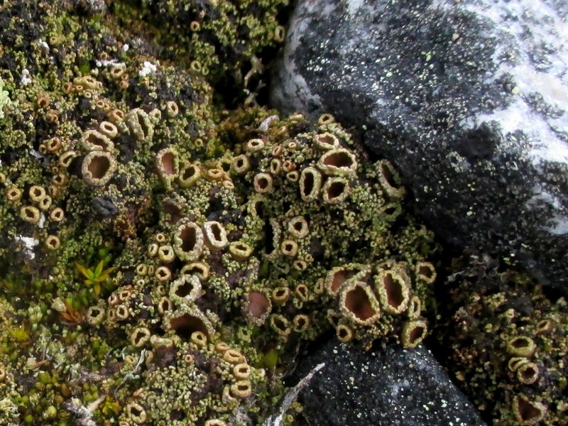 Bowl Lichen photo 8
