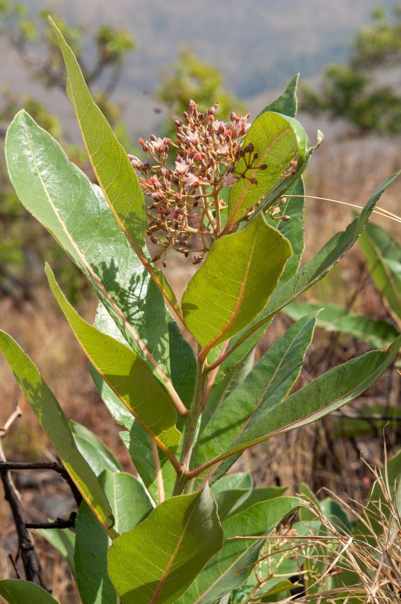 Psorospermum alternifolium photo 2