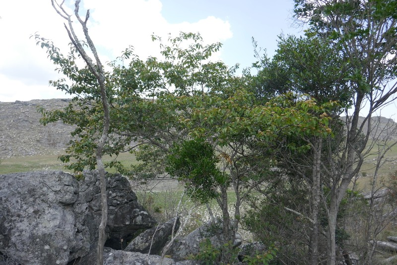 Psorospermum androsaemifolium photo 2