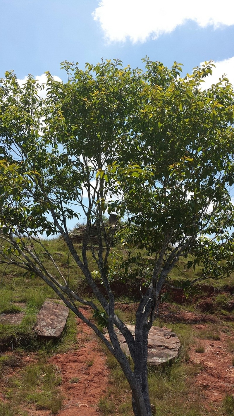Psorospermum androsaemifolium photo 3