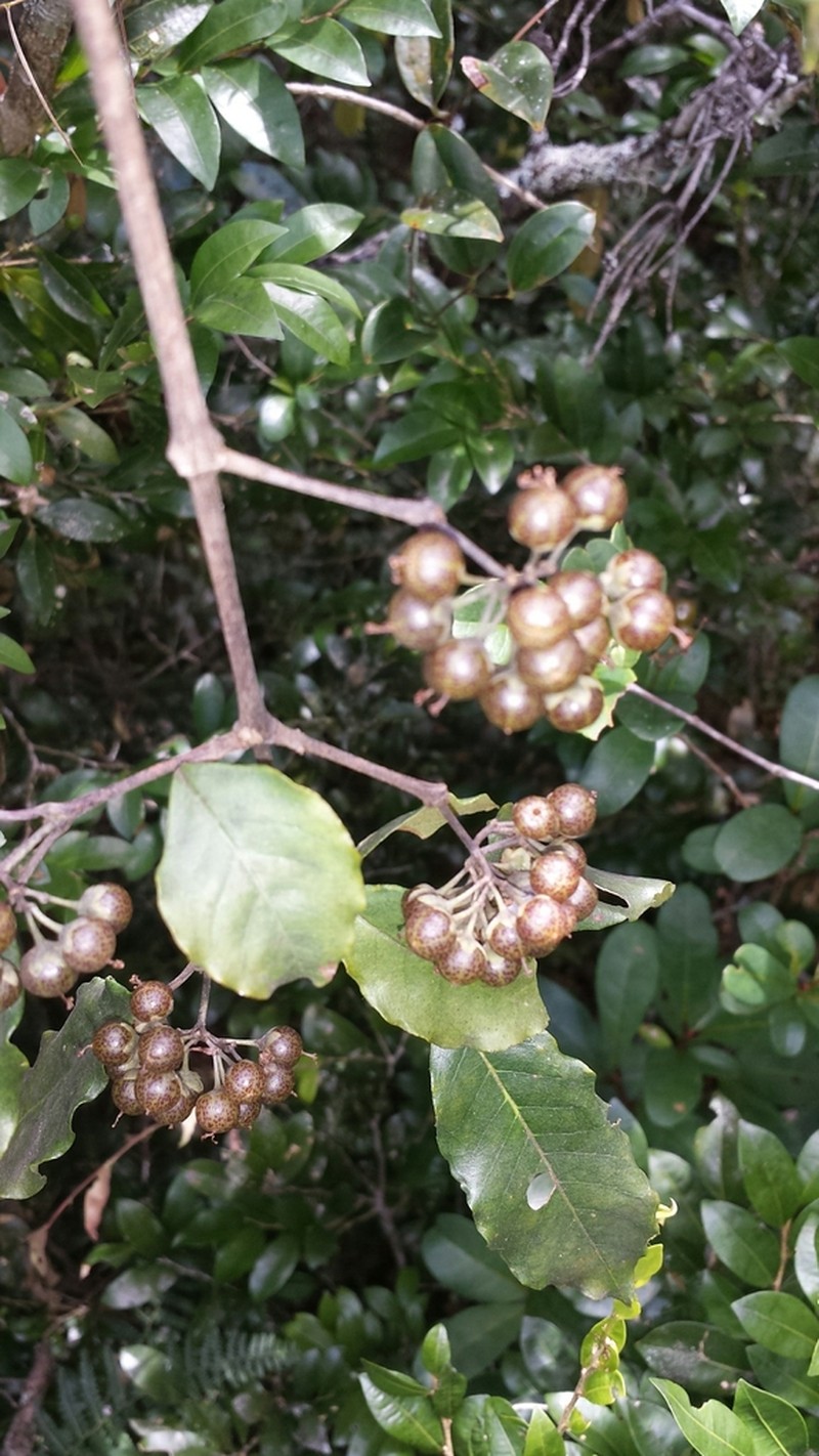 Psorospermum androsaemifolium photo 4