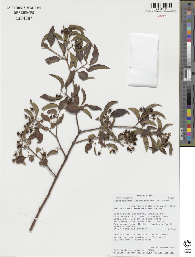 Psorospermum androsaemifolium photo 5