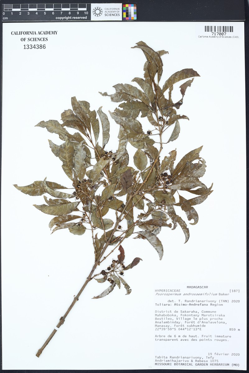 Psorospermum androsaemifolium photo 6