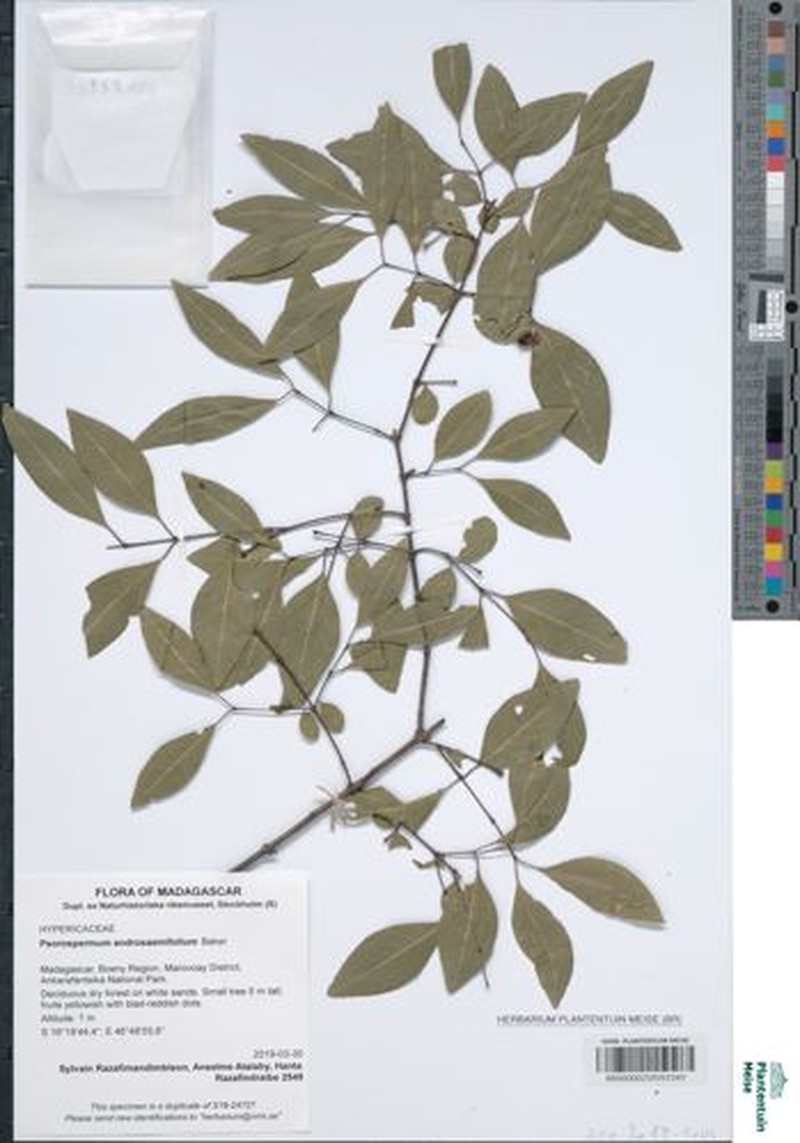Psorospermum androsaemifolium photo 7