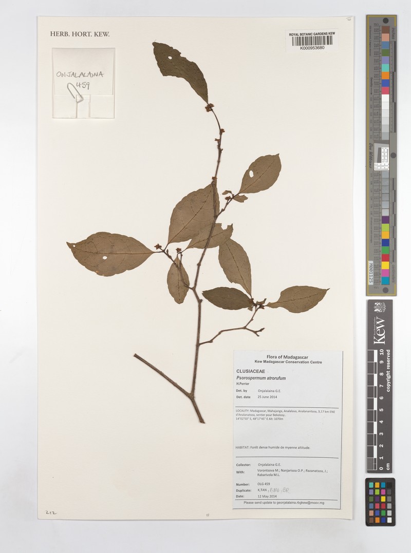 Psorospermum atrorufum