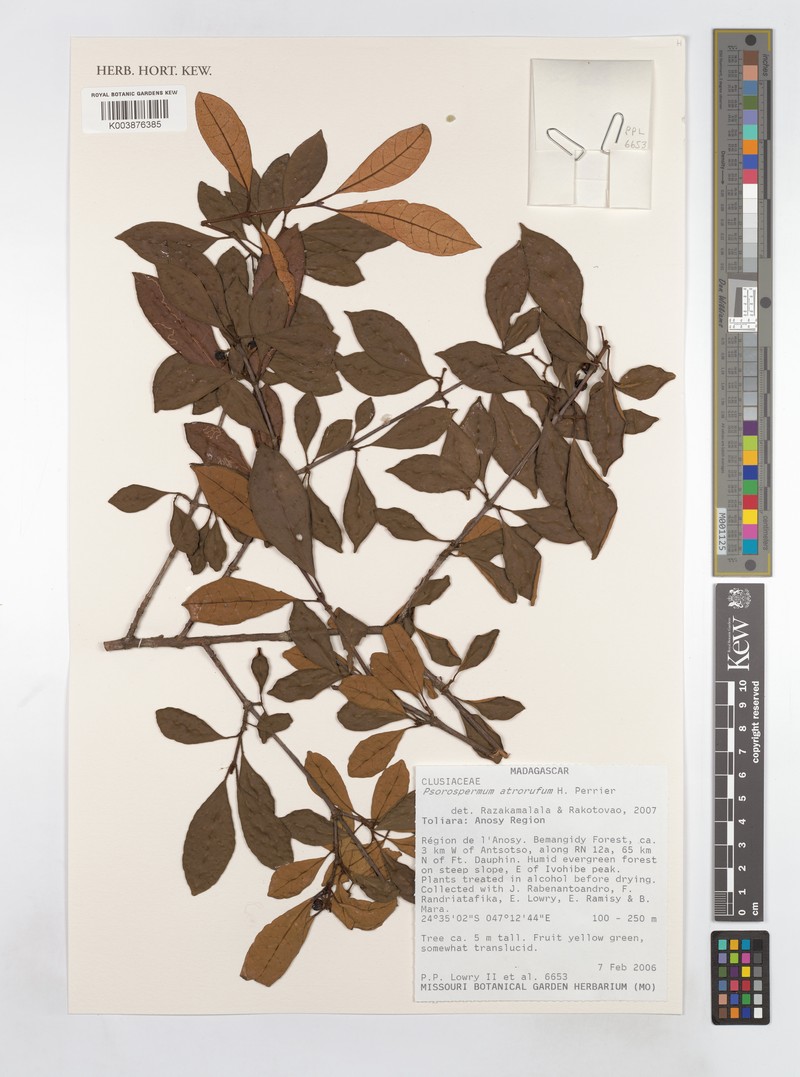 Psorospermum atrorufum photo 2