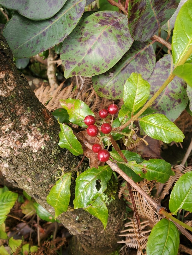 Psorospermum aurantiacum
