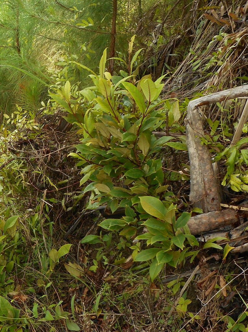 Psorospermum brachypodum