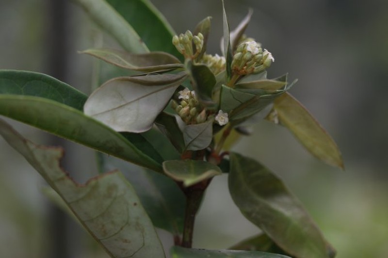 Psorospermum brachypodum photo 2