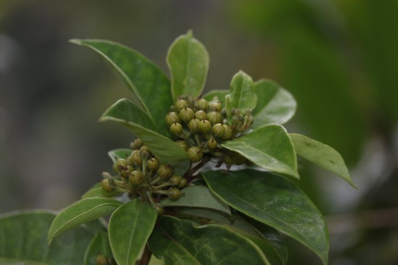 Psorospermum brachypodum photo 3