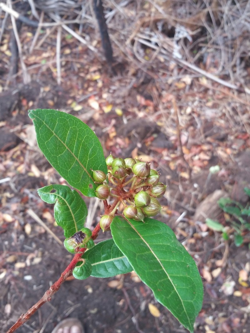 Psorospermum cerasifolium