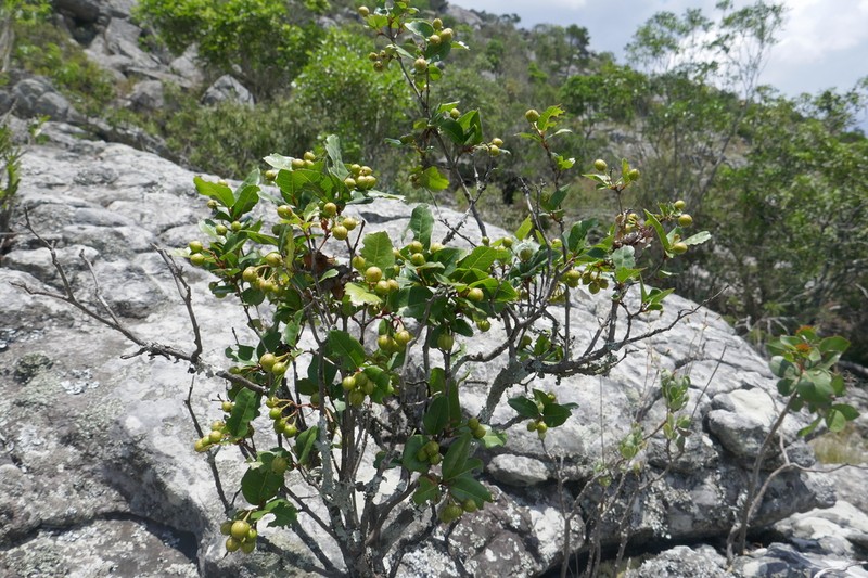 Psorospermum cerasifolium photo 2