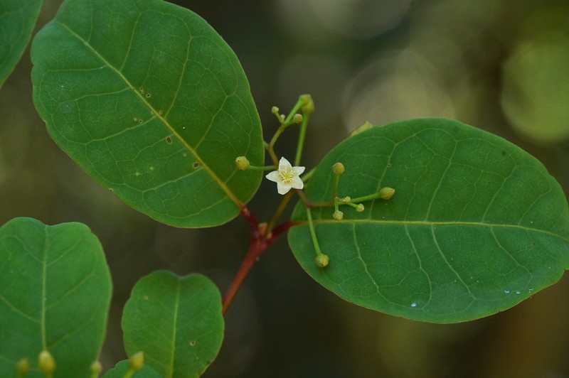 Psorospermum cerasifolium photo 3