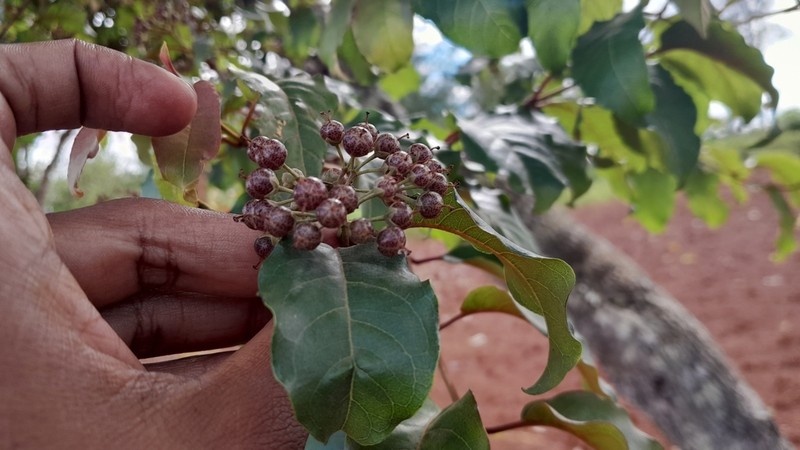 Psorospermum cerasifolium photo 4