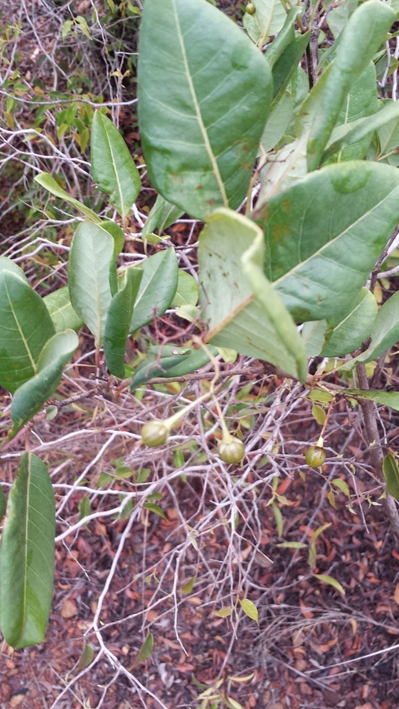 Psorospermum cerasifolium photo 5