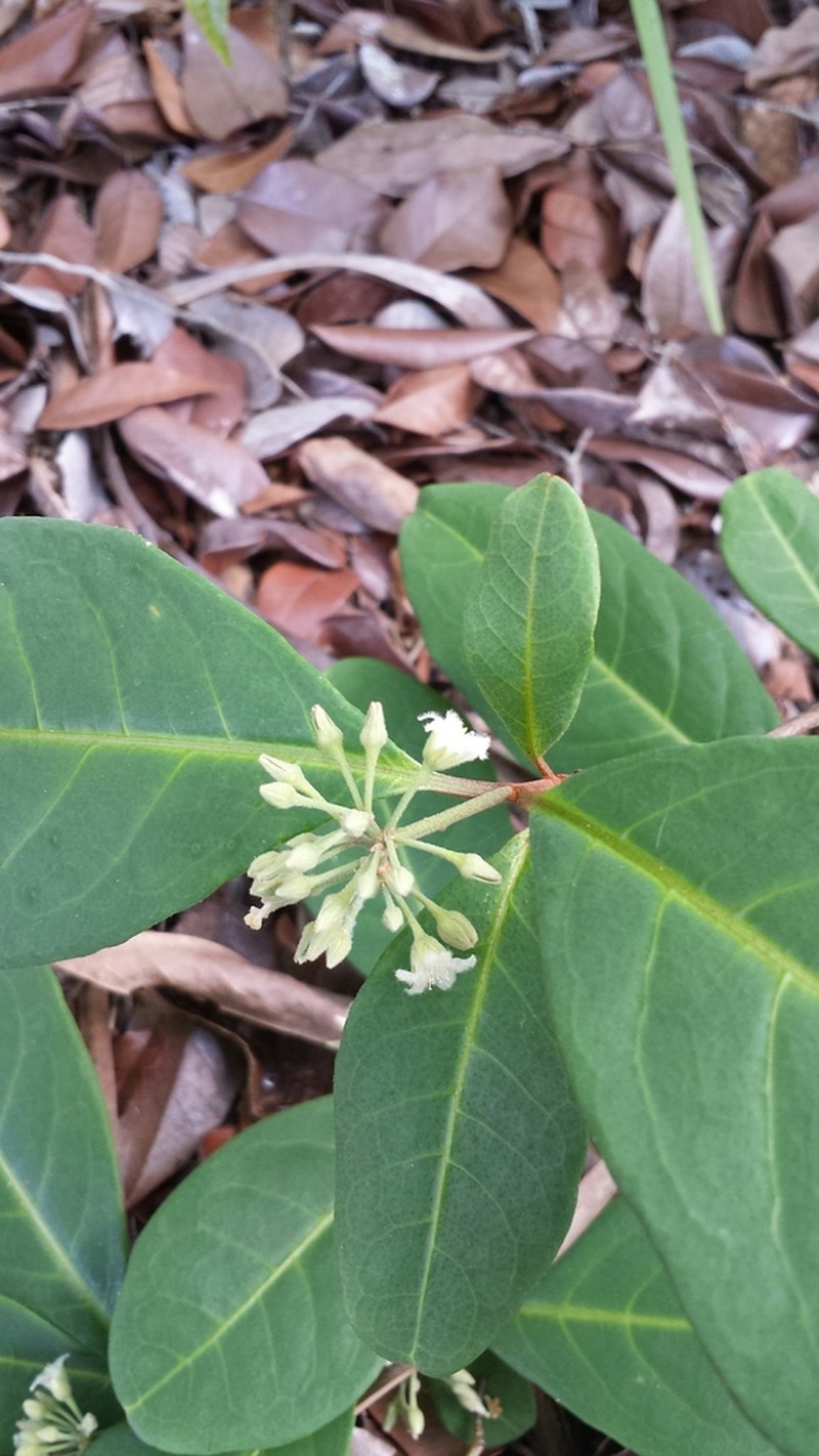 Psorospermum cerasifolium photo 6