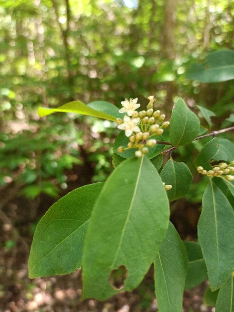 Psorospermum cerasifolium photo 7
