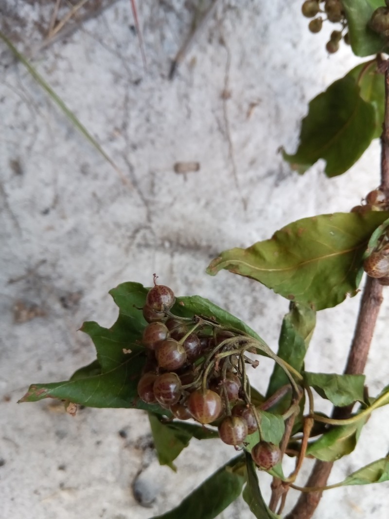 Psorospermum cerasifolium photo 8