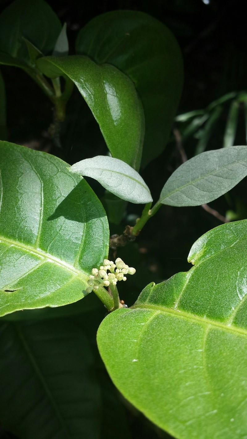 Psorospermum chionanthifolium