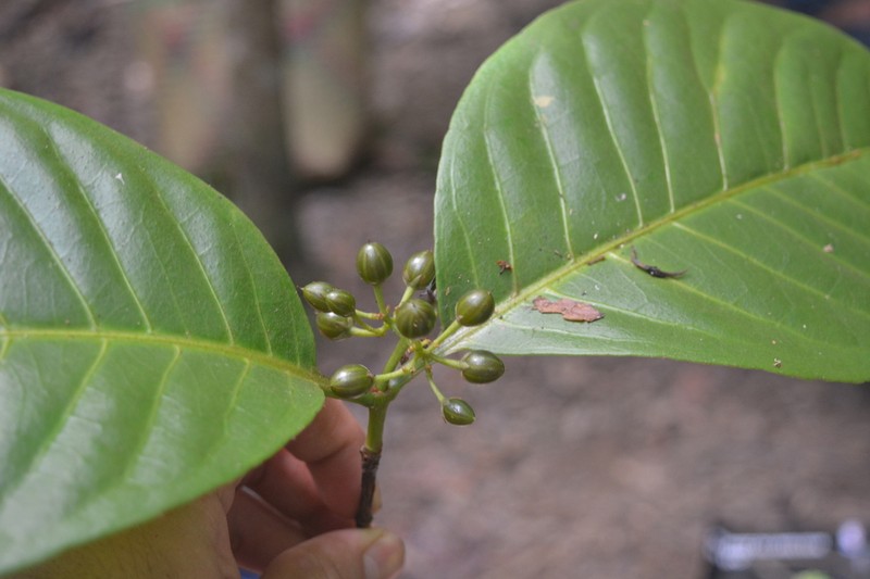 Psorospermum chionanthifolium photo 2