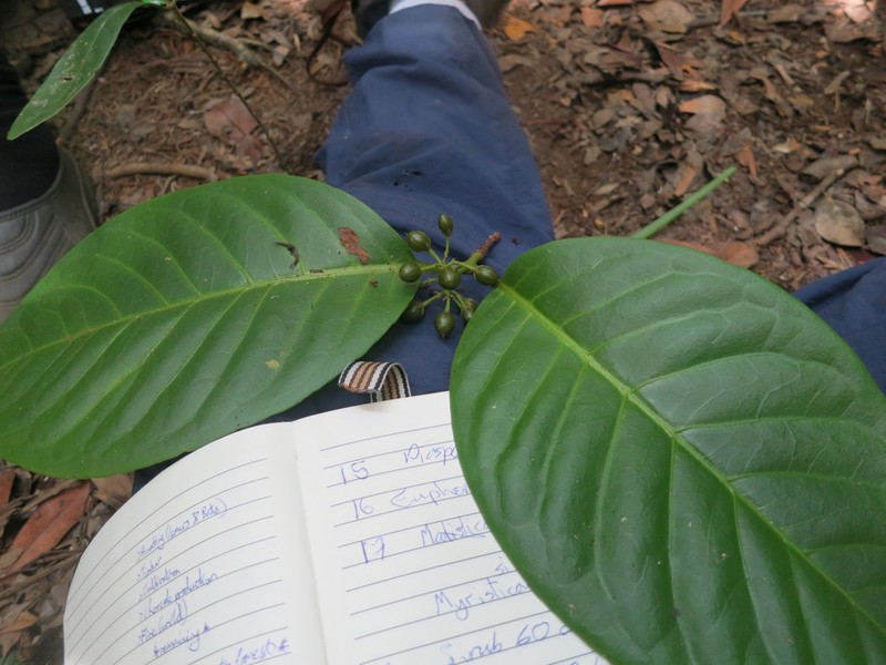 Psorospermum chionanthifolium photo 3